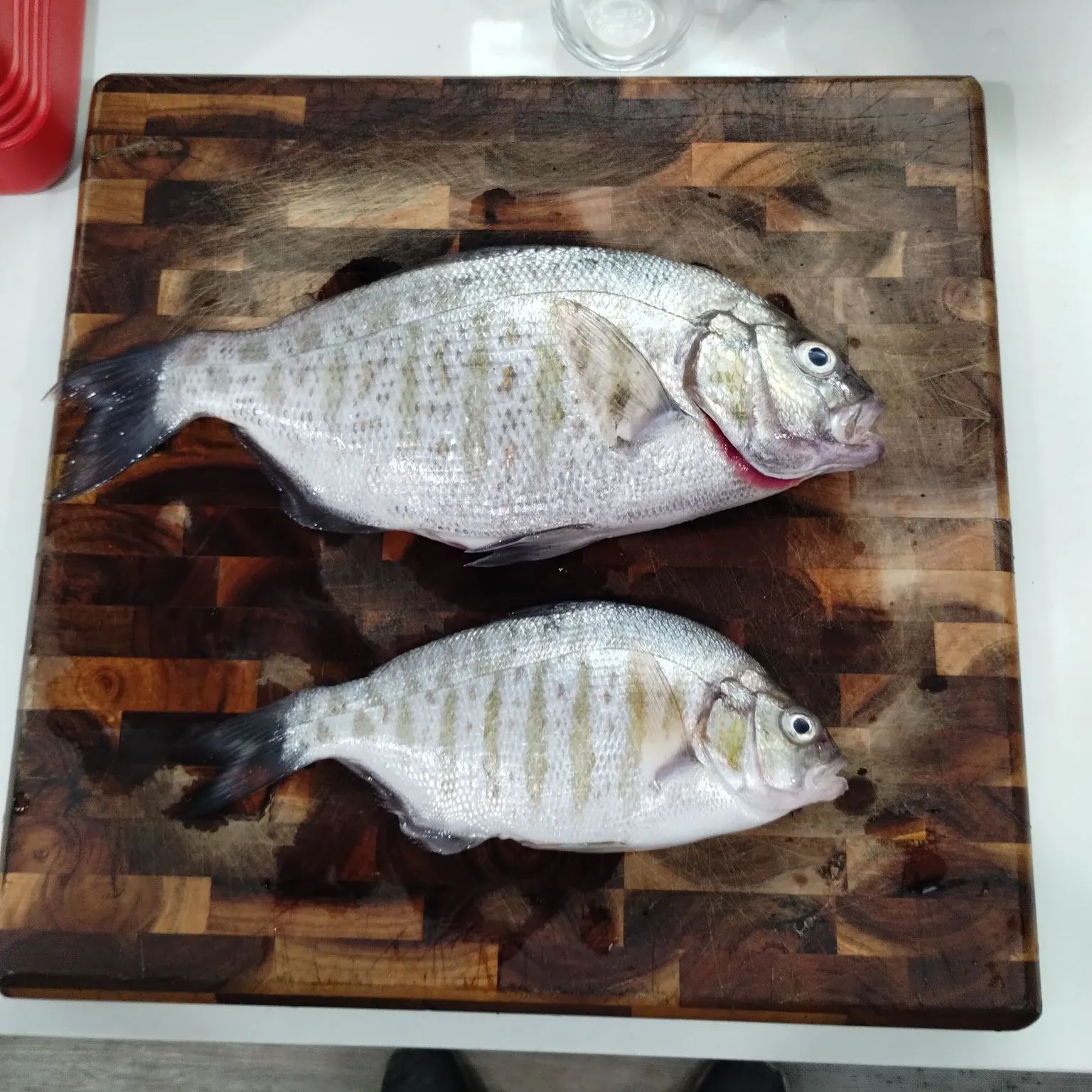 Barred surfperch caught on Fishbrain