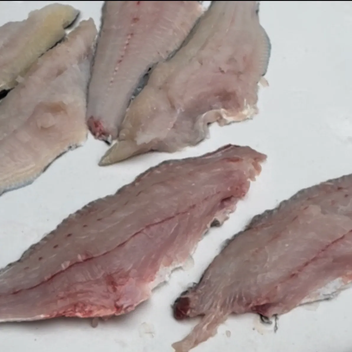 Fish caught on Fishbrain