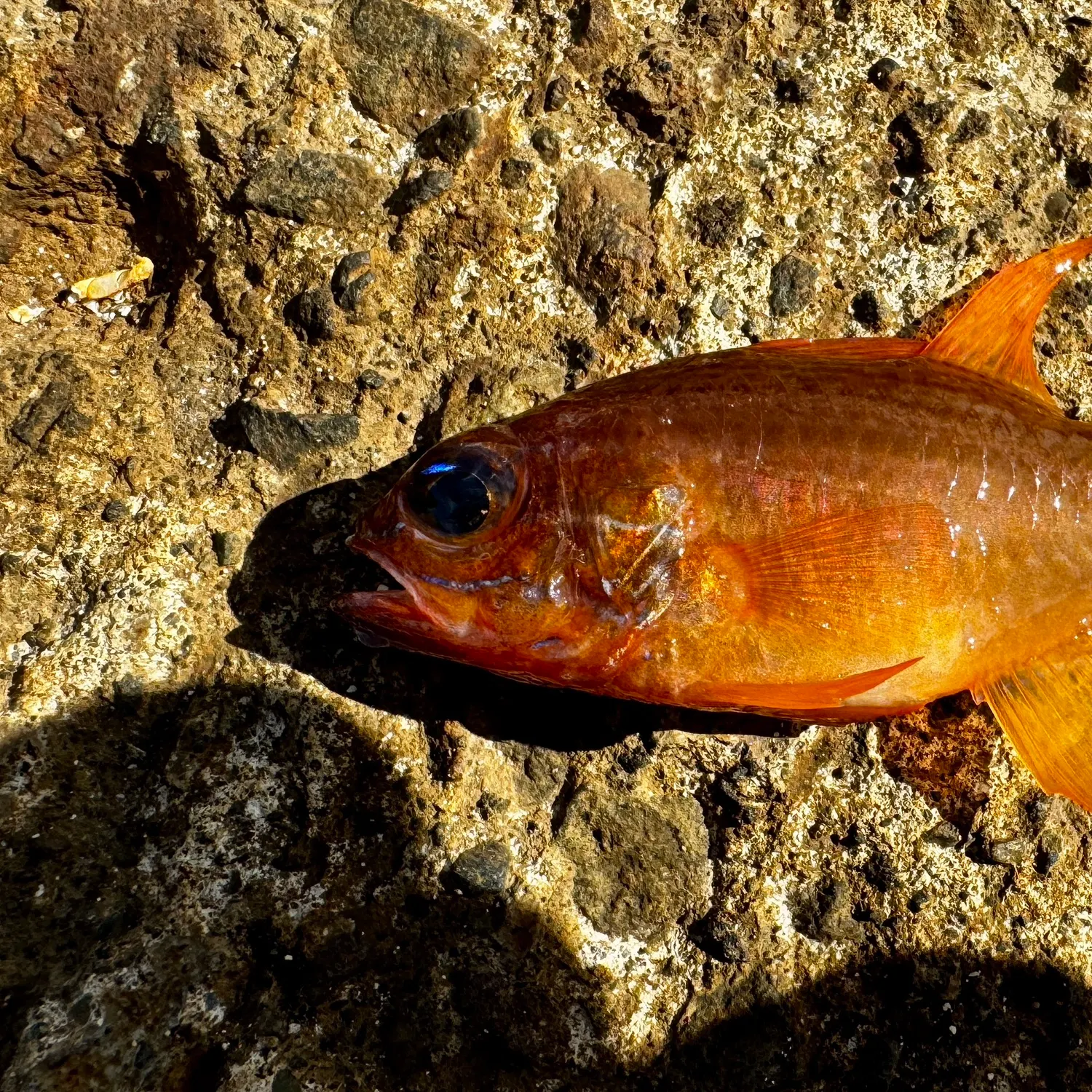 The most recent Big red cardinalfish catches on Fishbrain