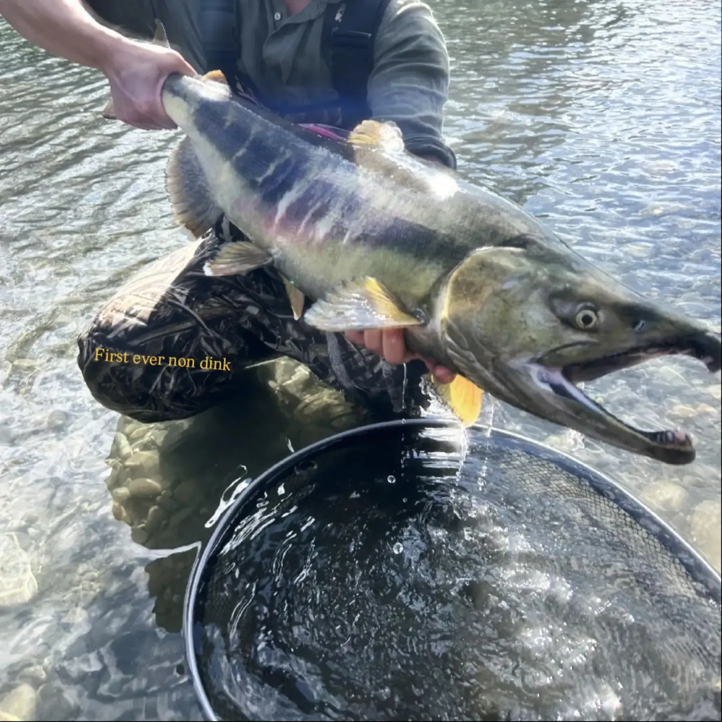 Chum salmon caught on Fishbrain