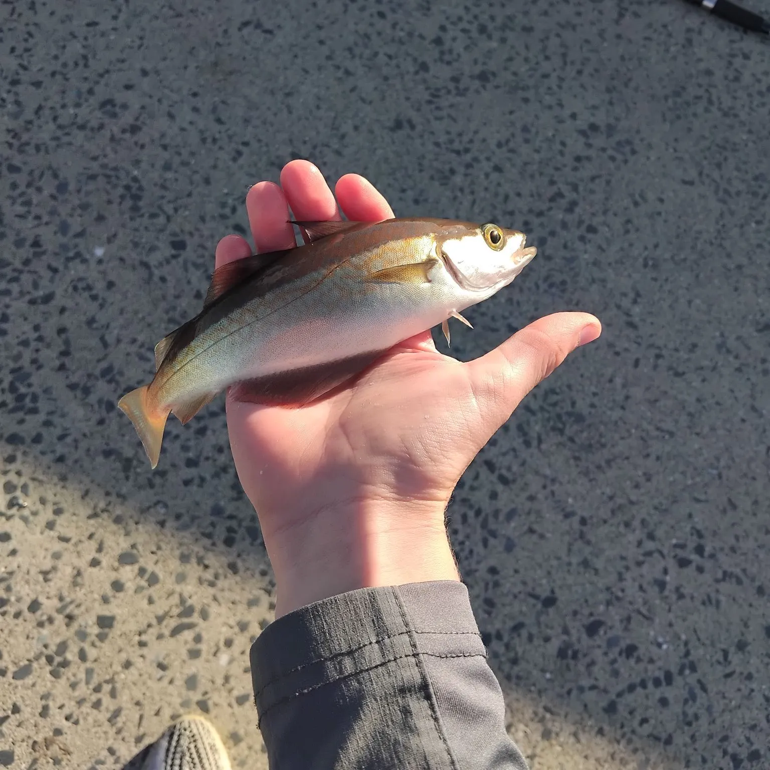 Fish caught on Fishbrain