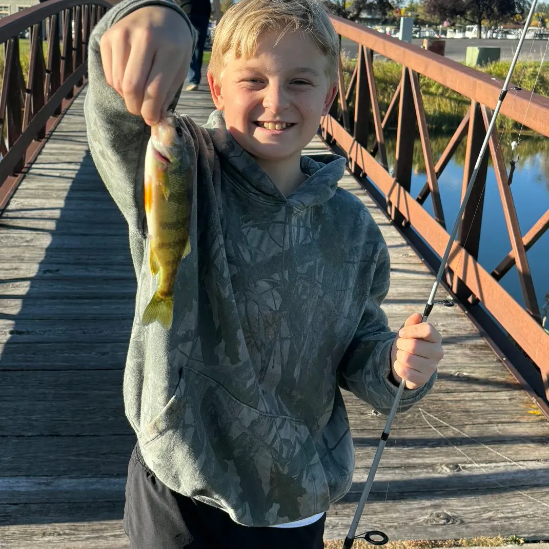 Yellow perch caught on Fishbrain