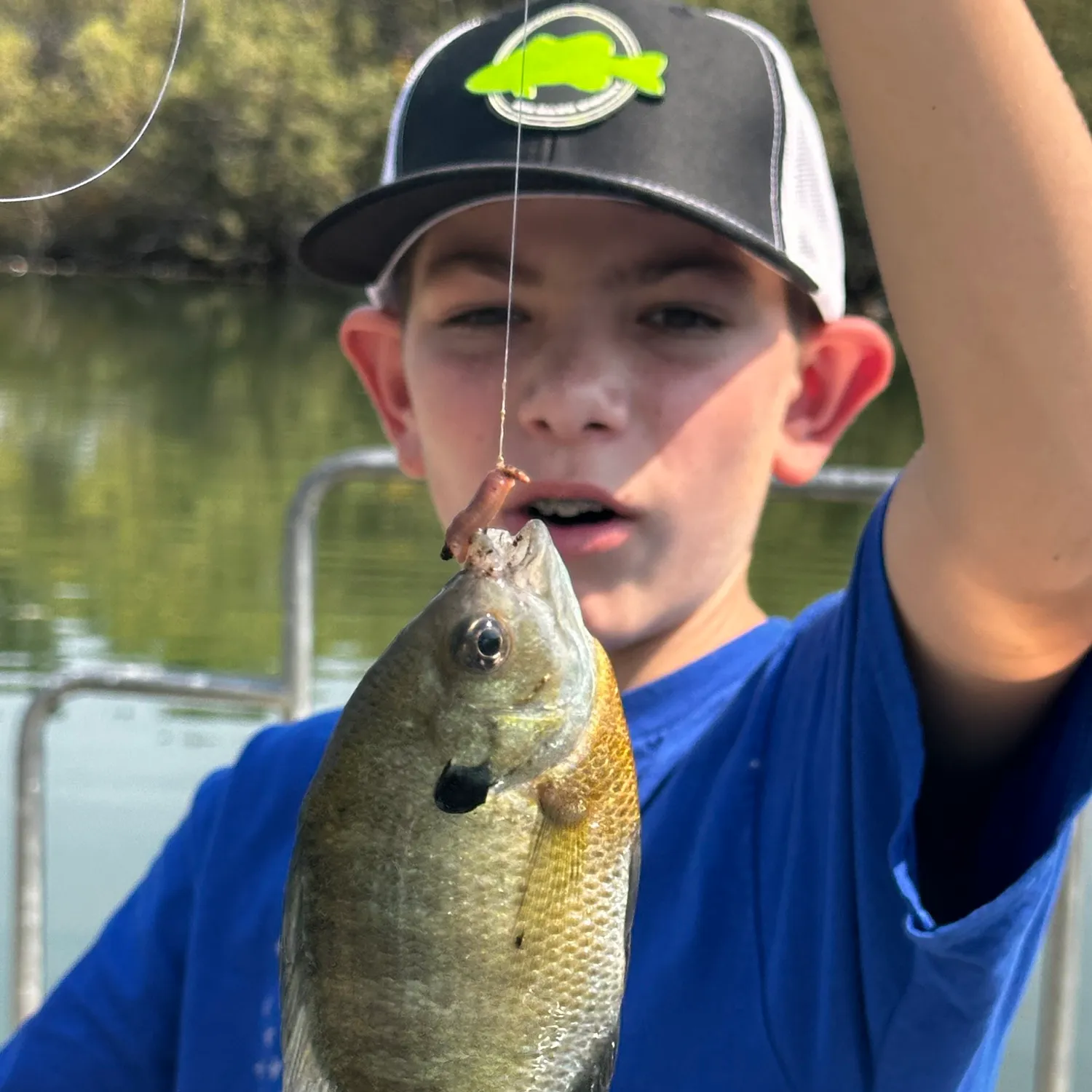 Bluegill caught on Fishbrain