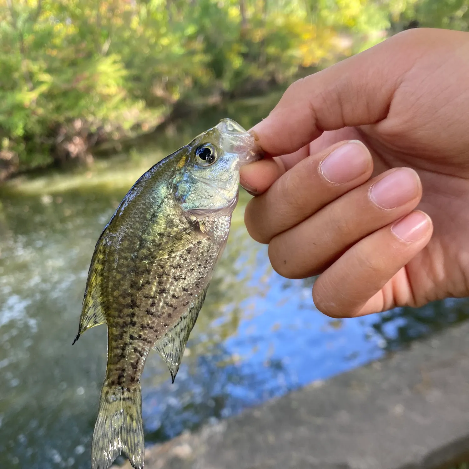 Black crappie caught on Fishbrain