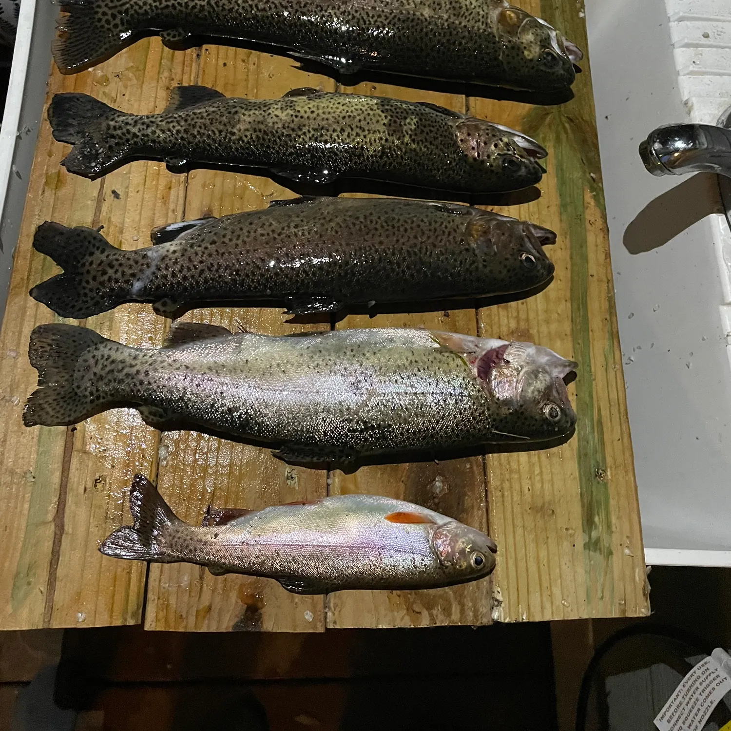 recently logged catches