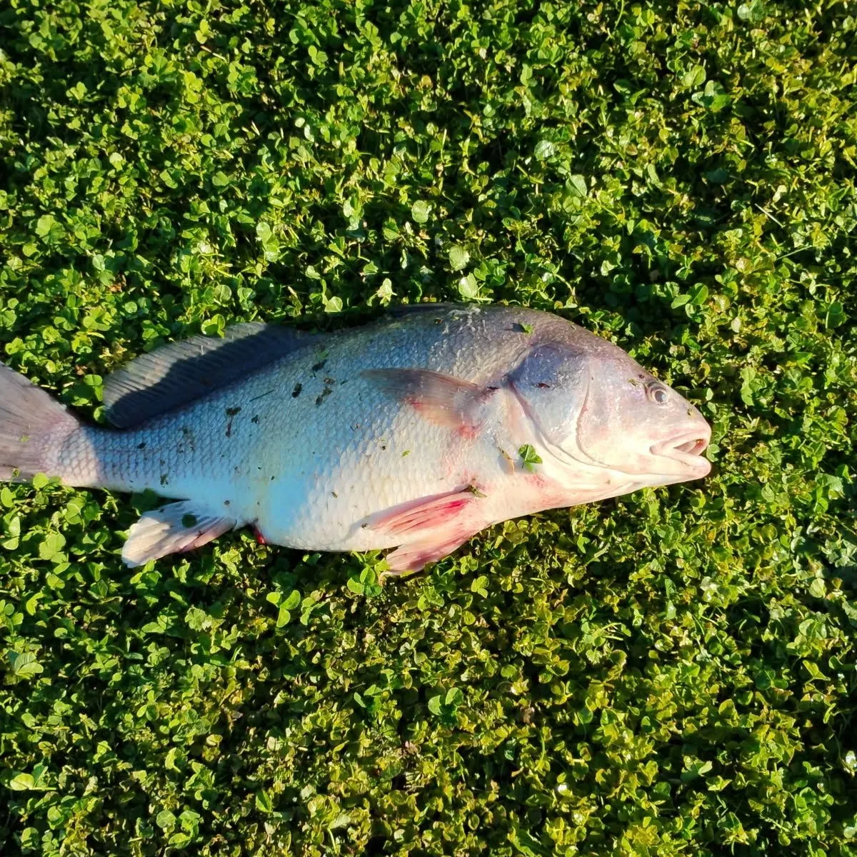 Freshwater drum caught on Fishbrain