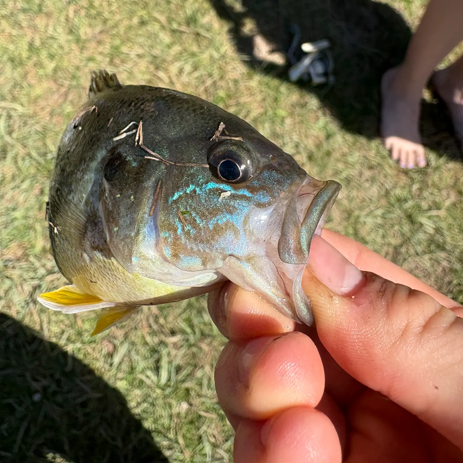 Green sunfish caught on Fishbrain