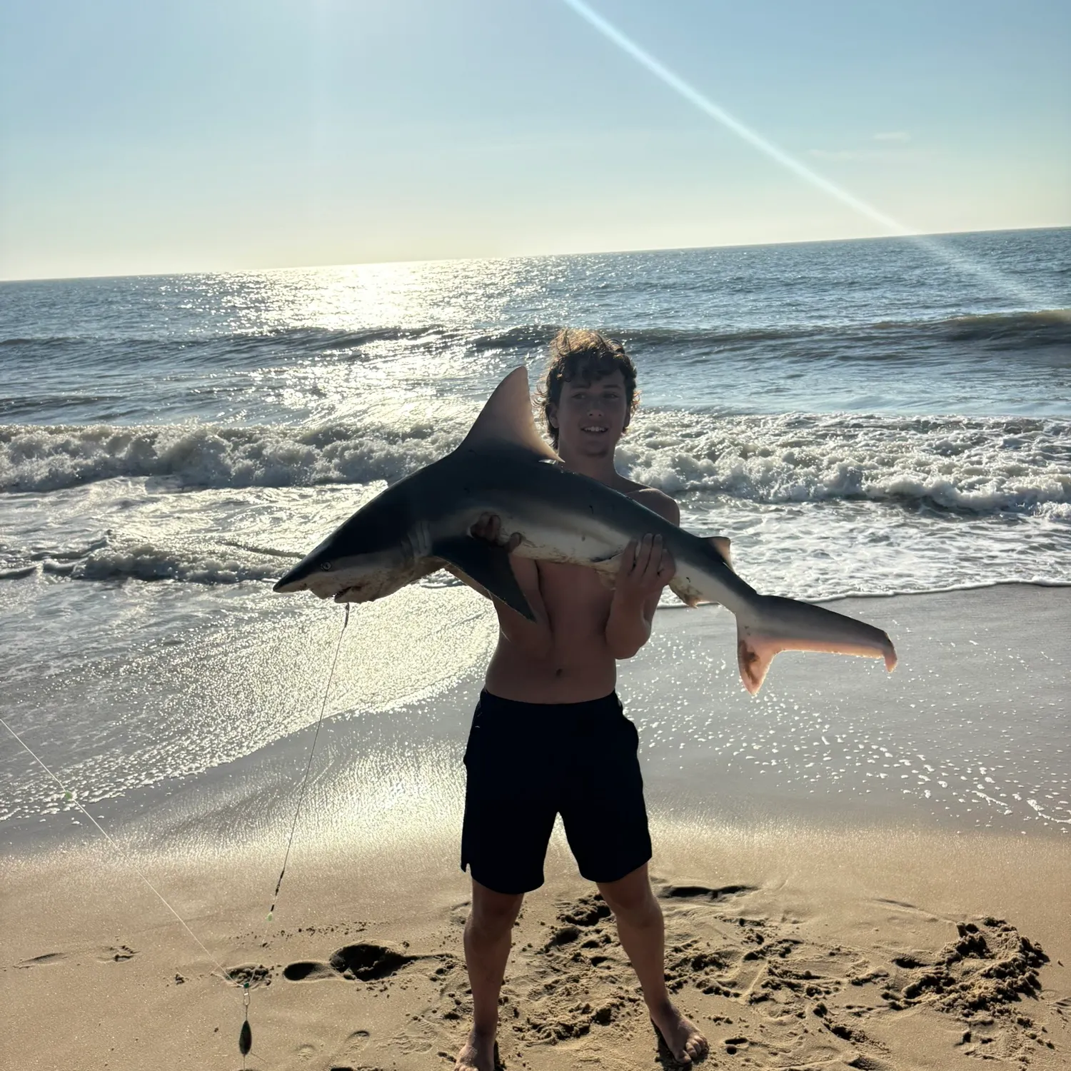 The most recent Sandbar shark catches on Fishbrain