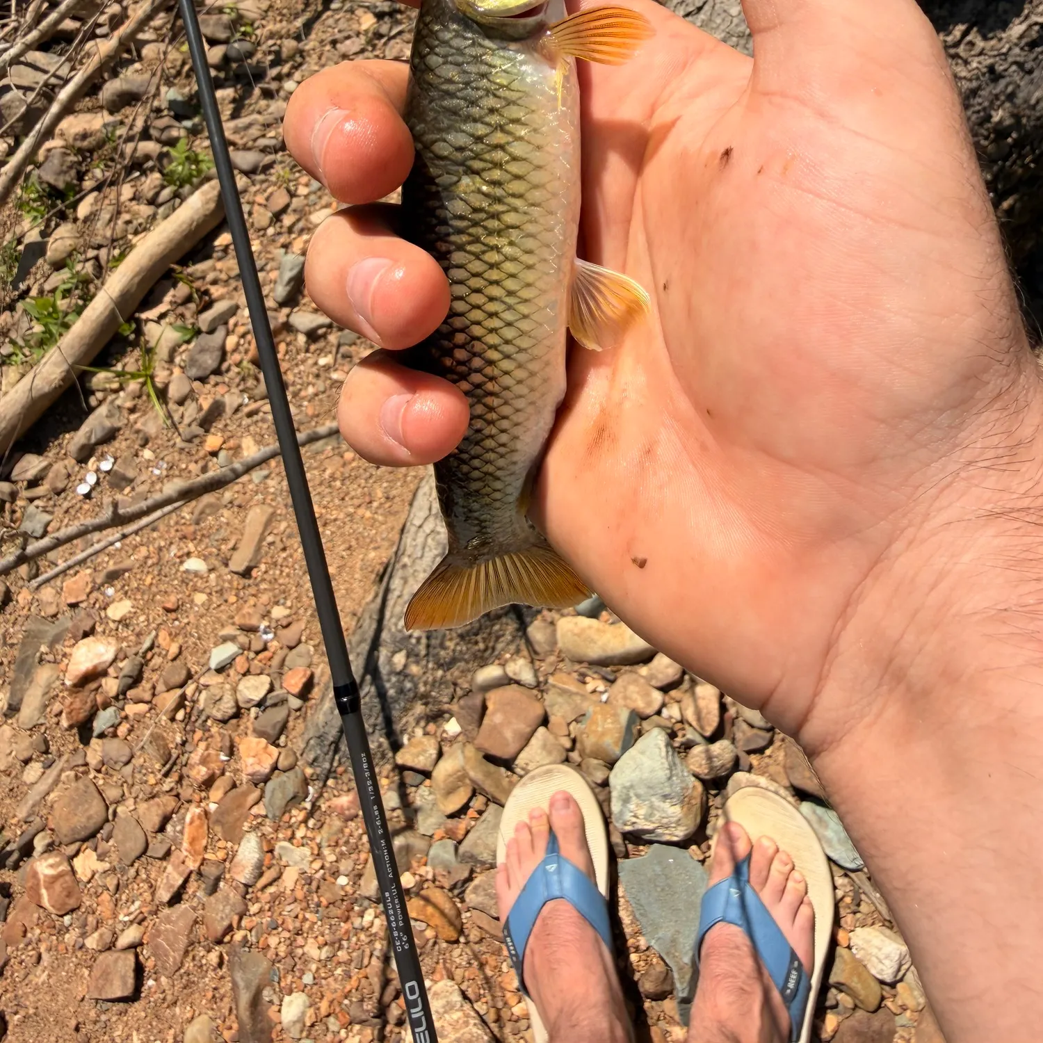 The most recent Bull chub catches on Fishbrain