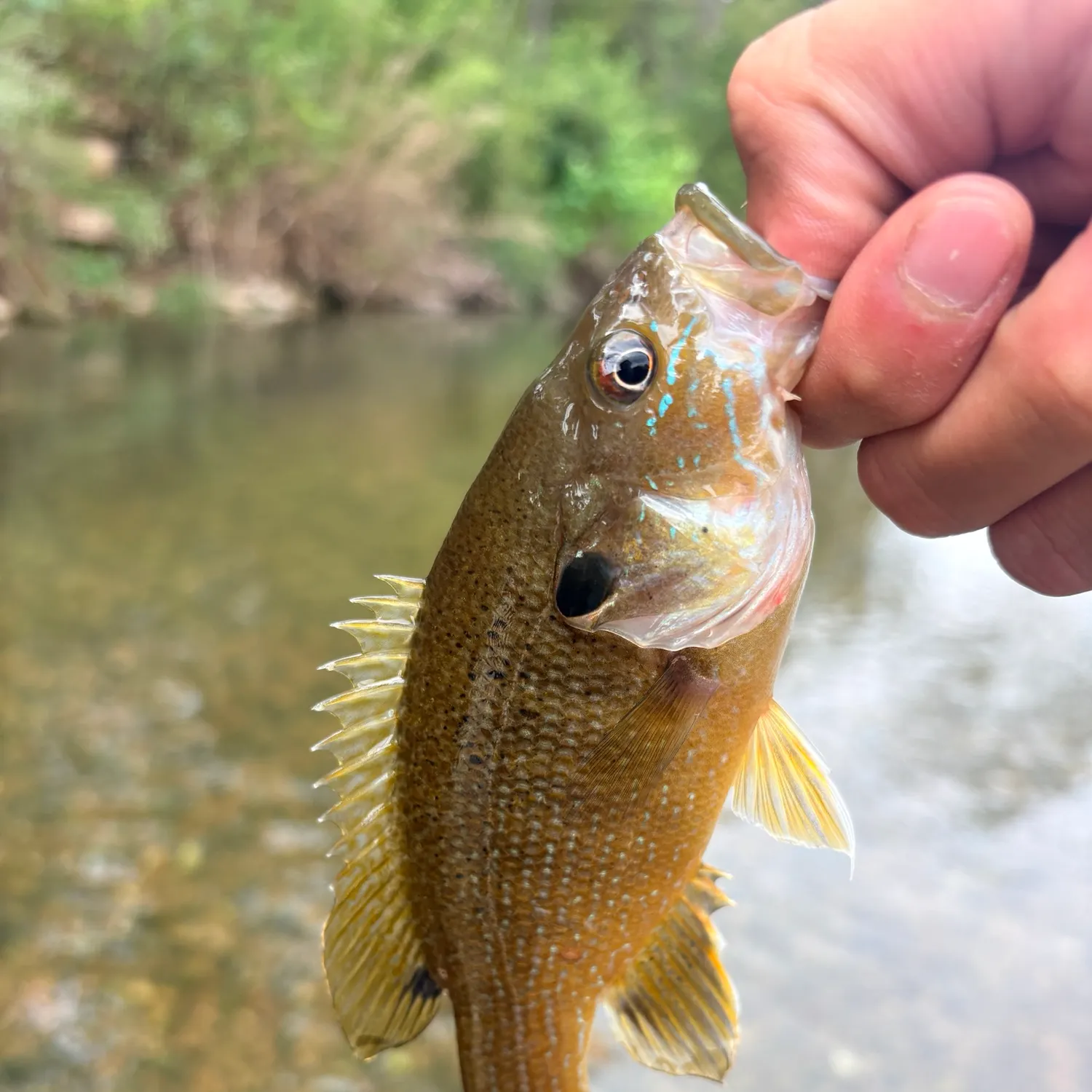 Green sunfish caught on Fishbrain