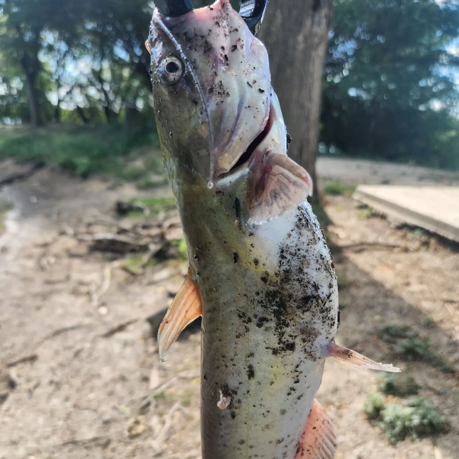 Channel catfish caught on Fishbrain