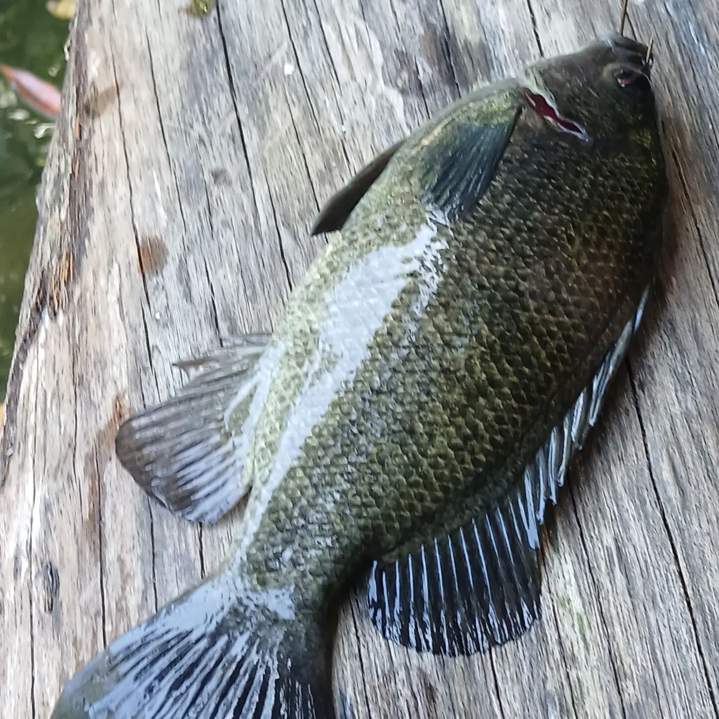 The most recent Sooty grunter catches on Fishbrain