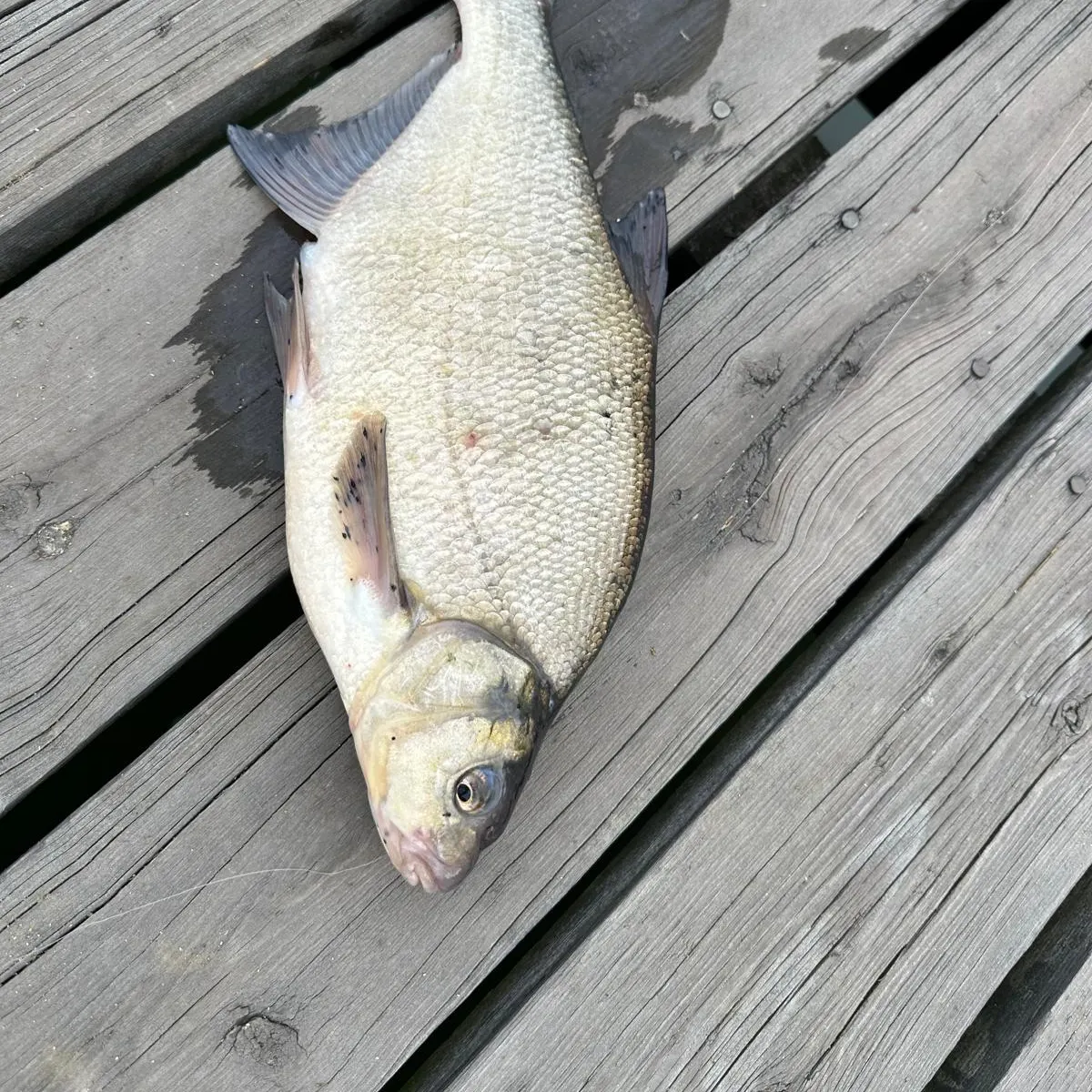 The most recent Common bream catches on Fishbrain