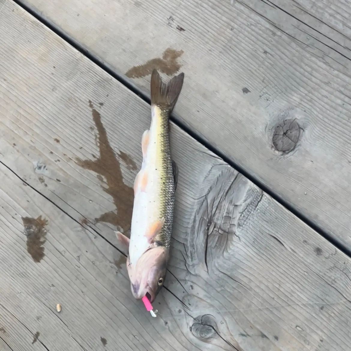 Creek chub caught on Fishbrain