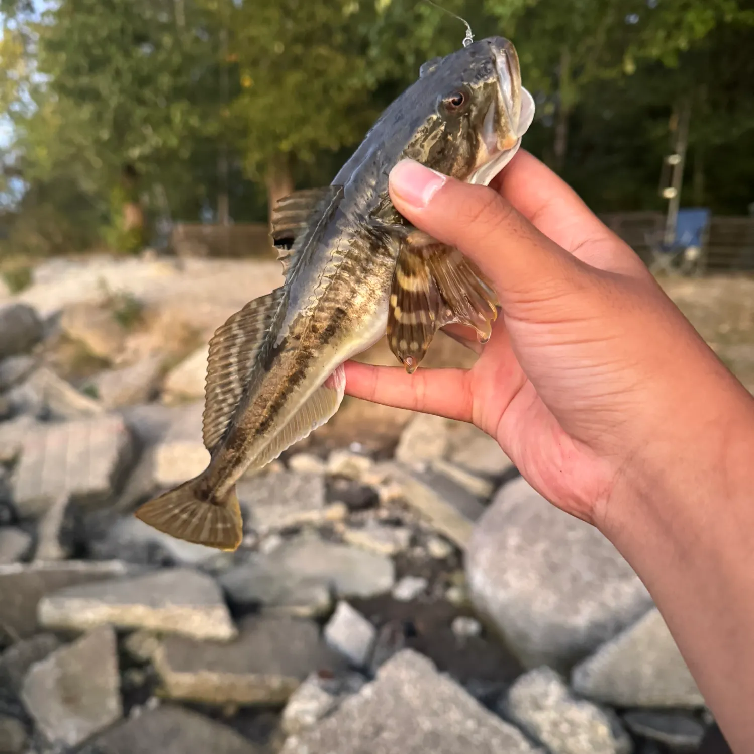The most recent Pacific staghorn sculpin catches on Fishbrain