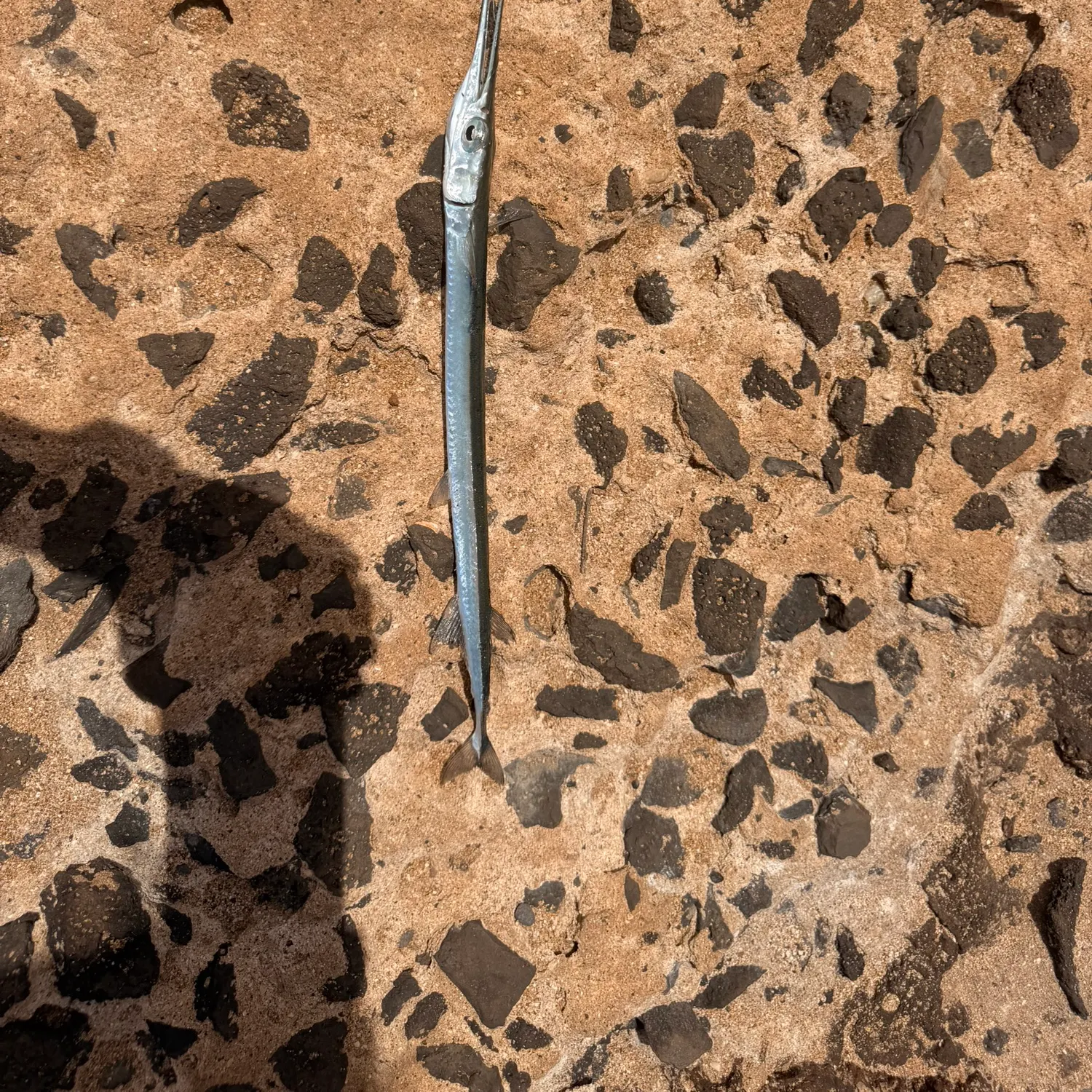 The most recent Keeled needlefish catches on Fishbrain