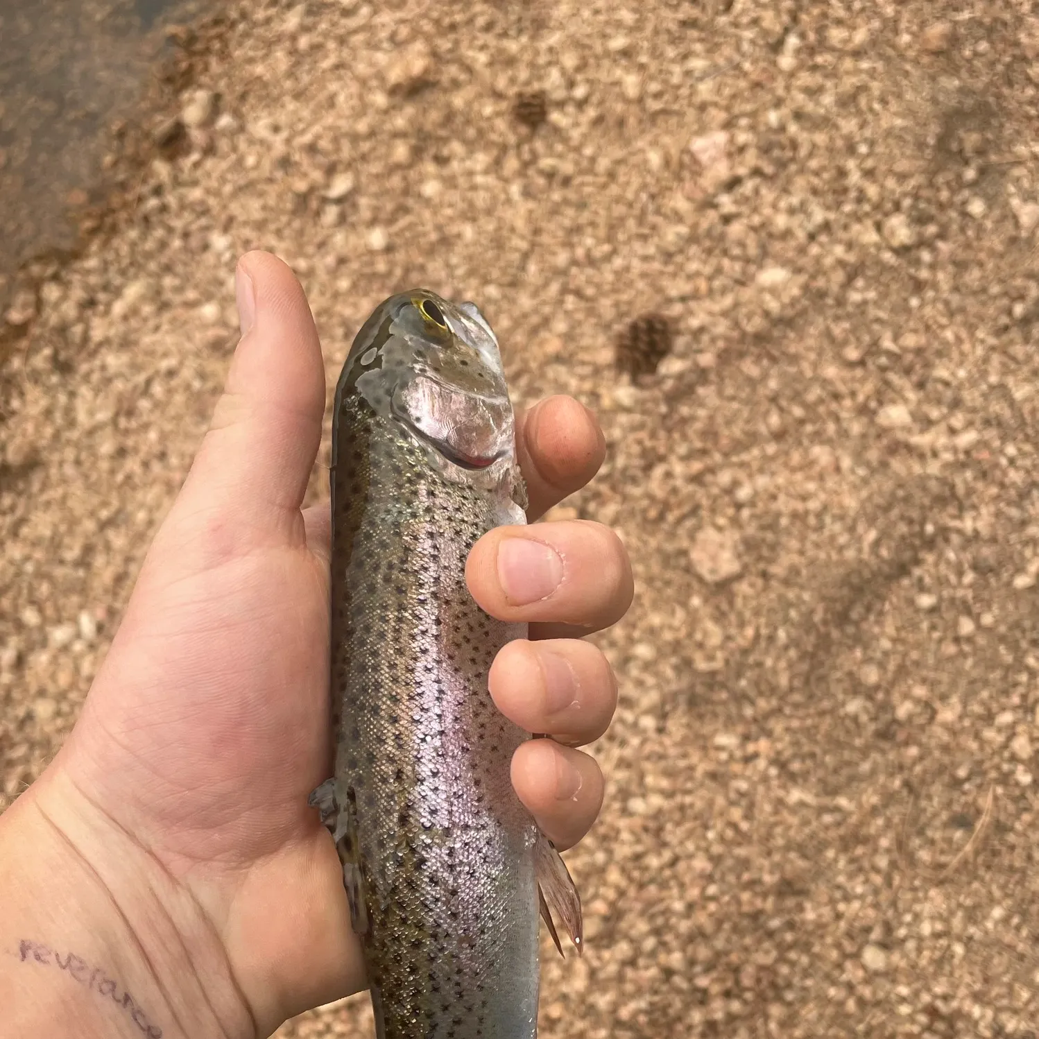 Rainbow trout caught on Fishbrain