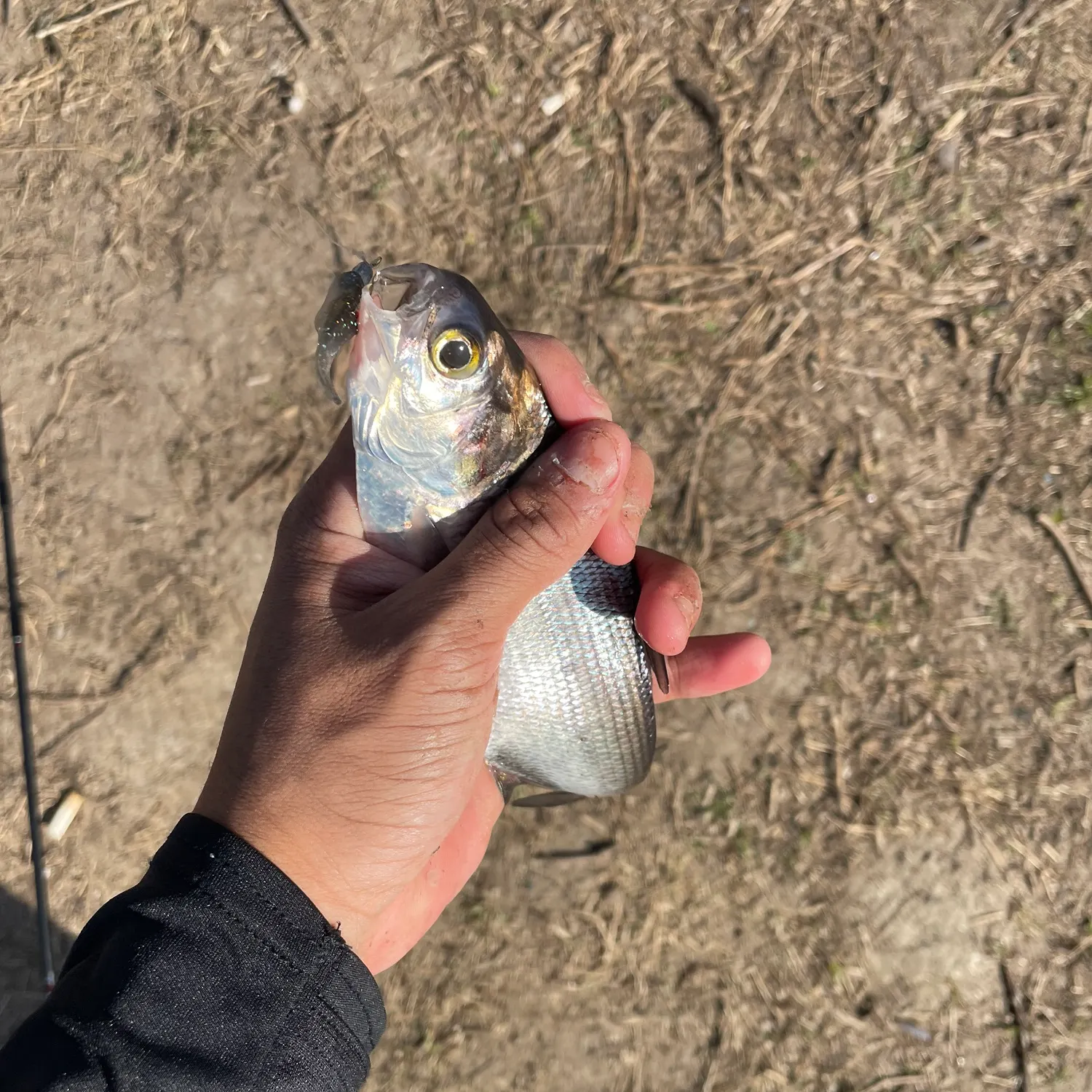 The most recent American gizzard shad catches on Fishbrain