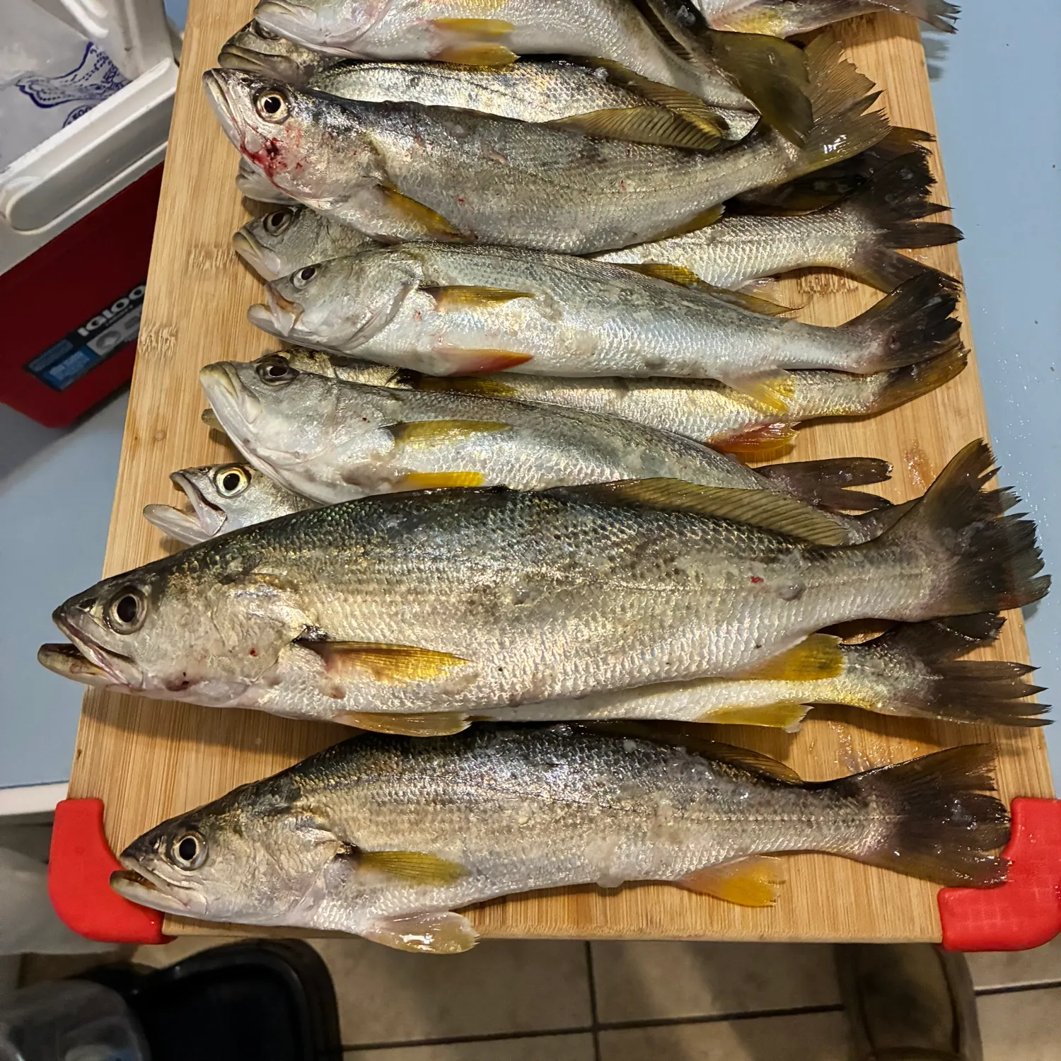 The most recent Sand seatrout catches on Fishbrain