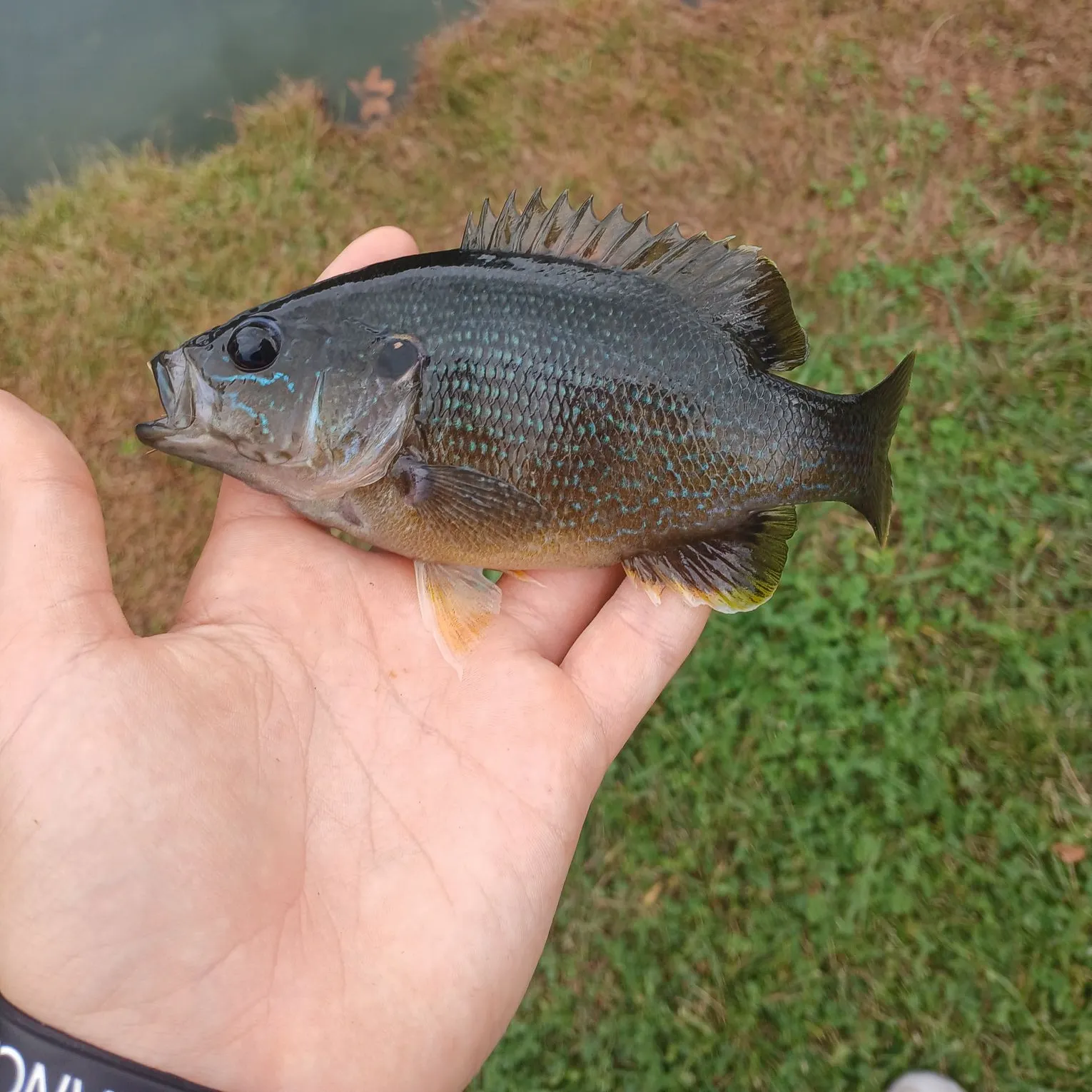 The most recent Warmouth x green sunfish catches on Fishbrain