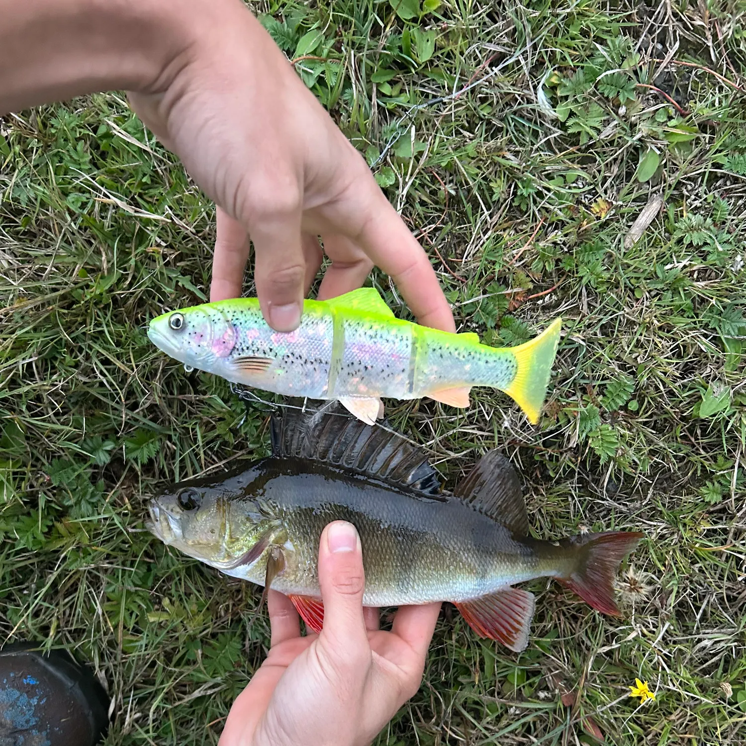 European perch caught on Fishbrain