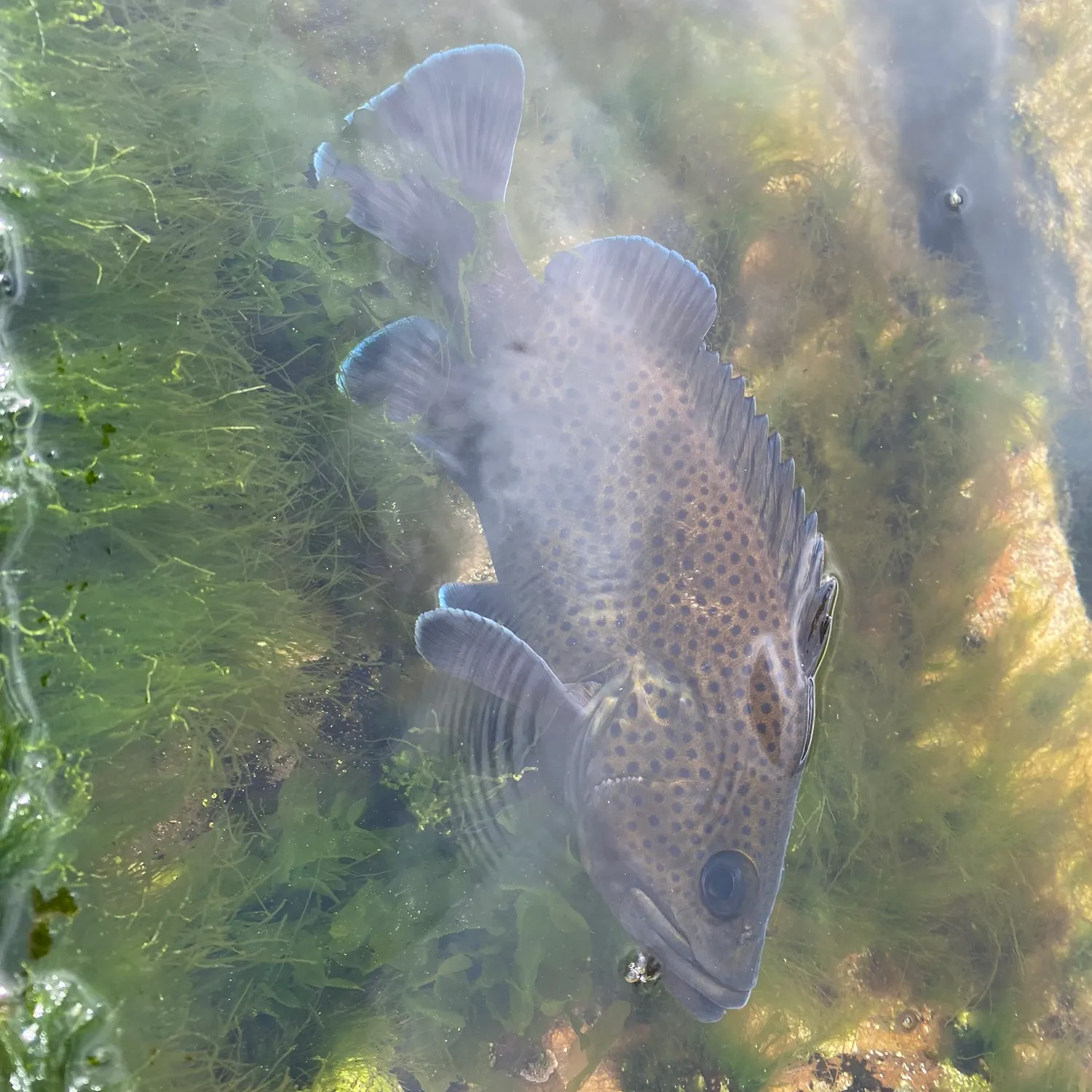 The most recent Eastern wirrah catches on Fishbrain