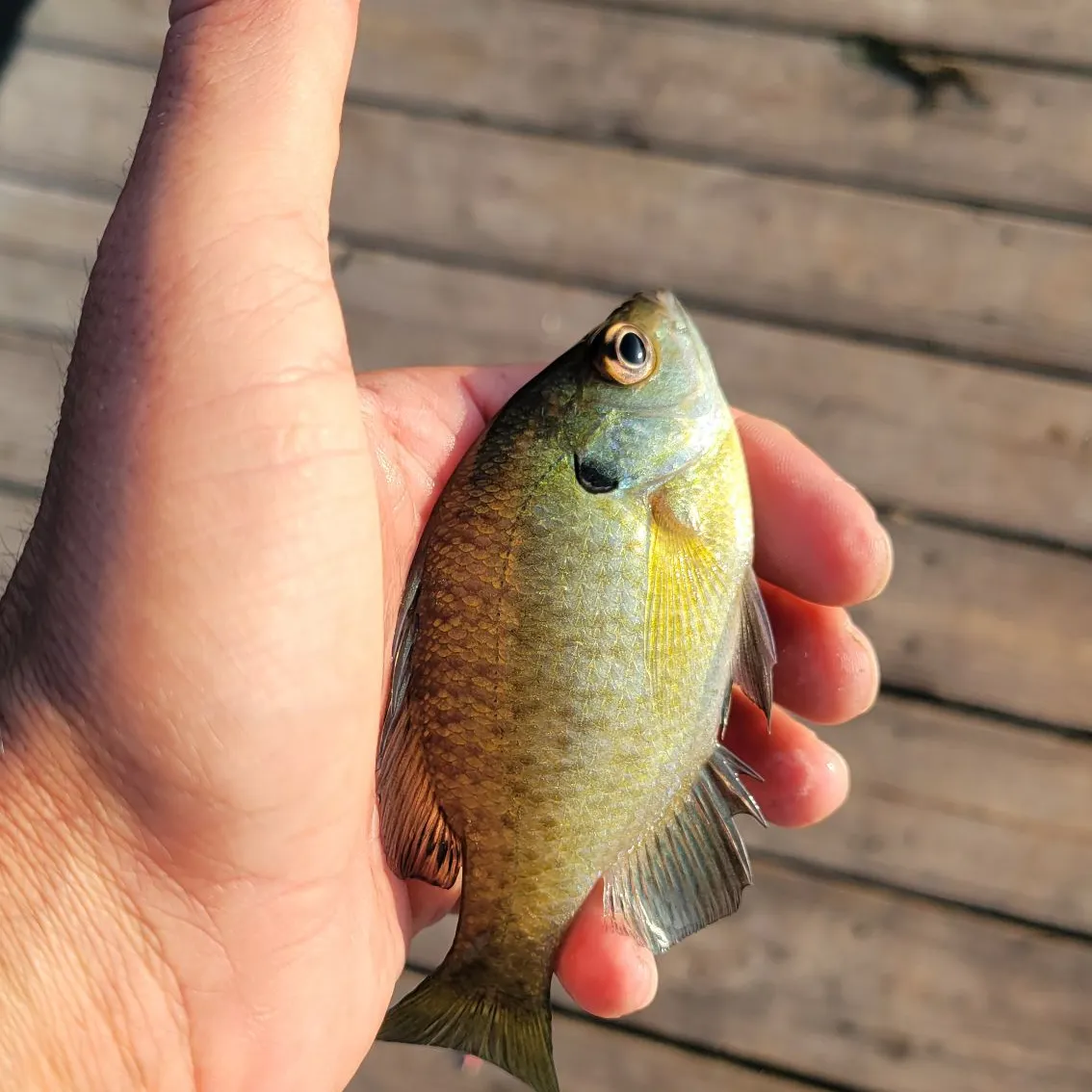 Bluegill caught on Fishbrain