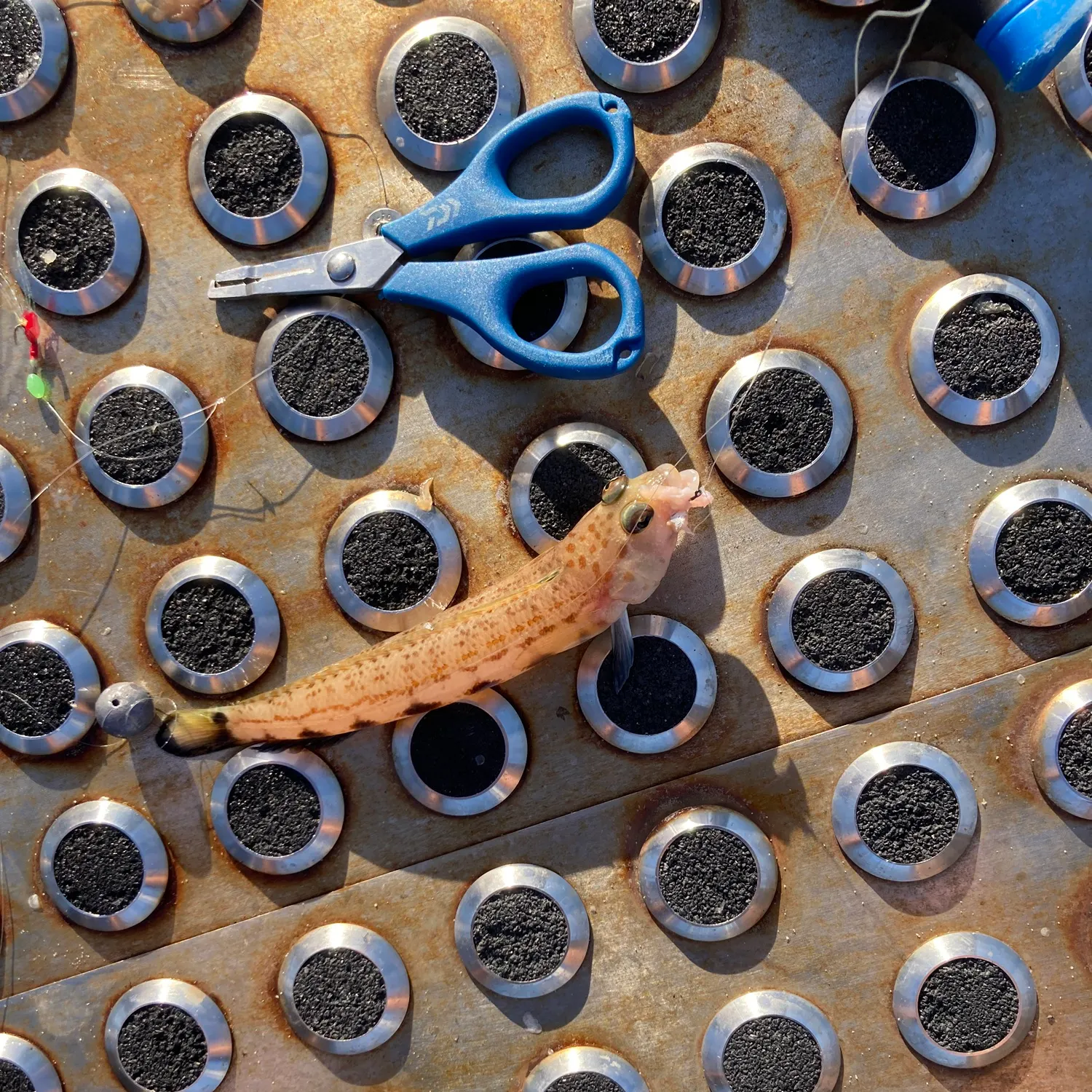 The most recent Bucchich's goby catches on Fishbrain