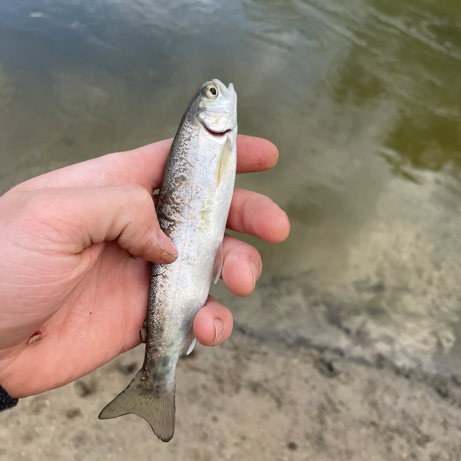 The most recent Round whitefish catches on Fishbrain