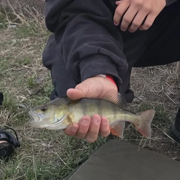 European perch caught on Fishbrain