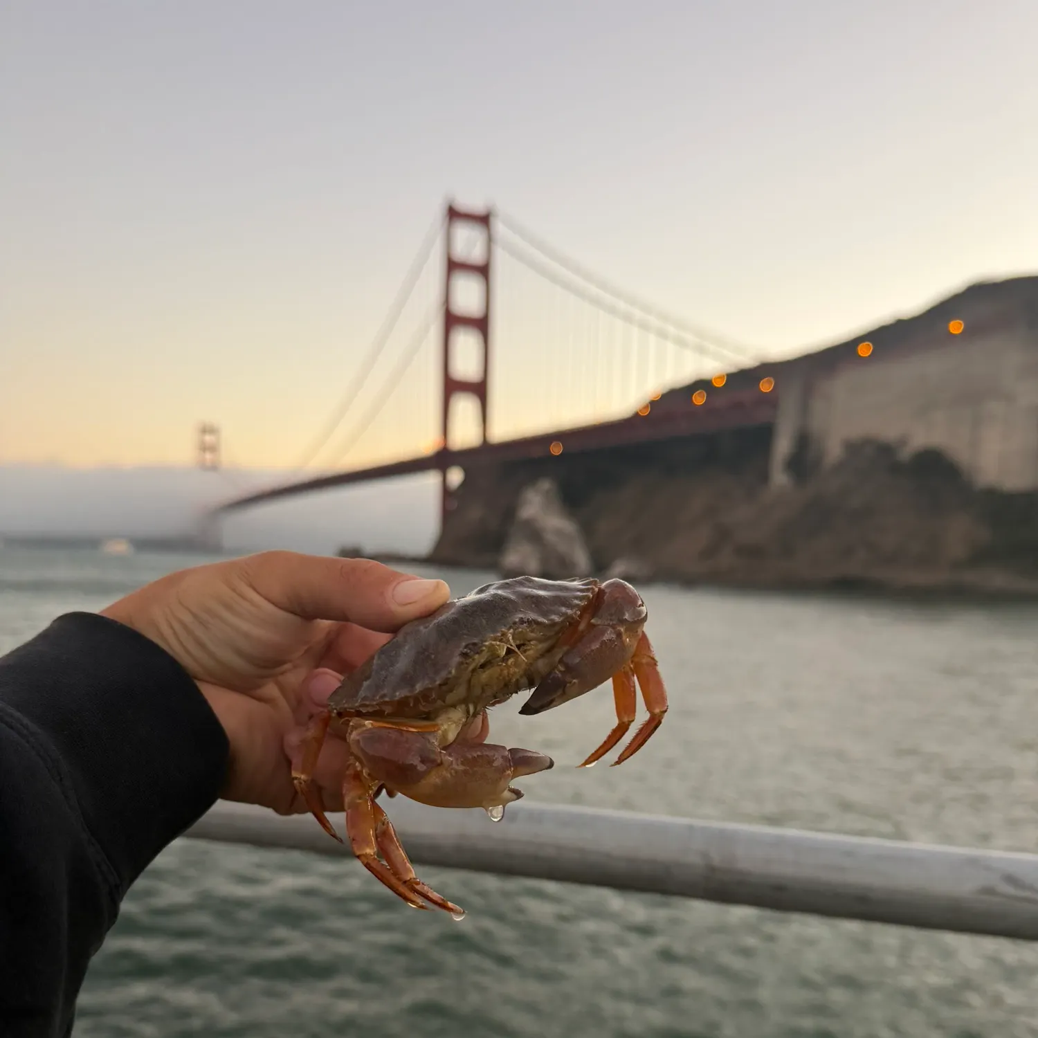 The most recent Dungeness crab catches on Fishbrain