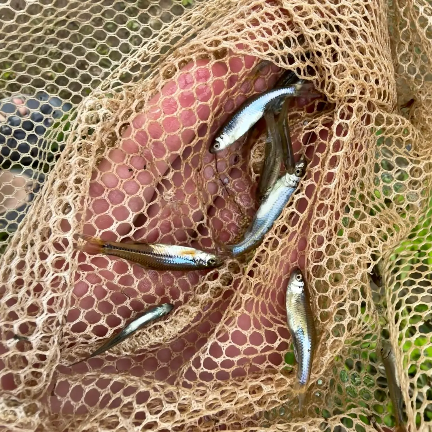 The most recent Swallowtail shiner catches on Fishbrain