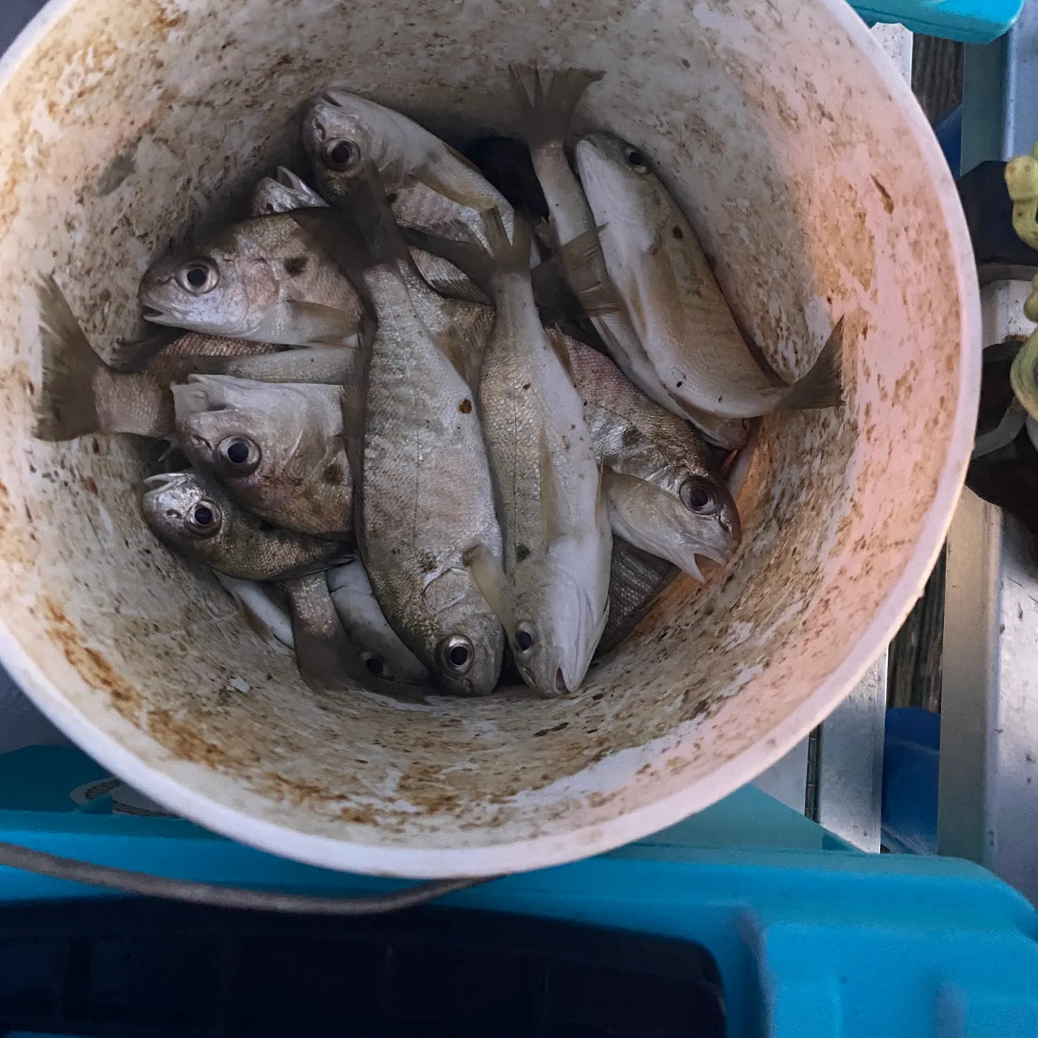 The most recent Spot croaker catches on Fishbrain