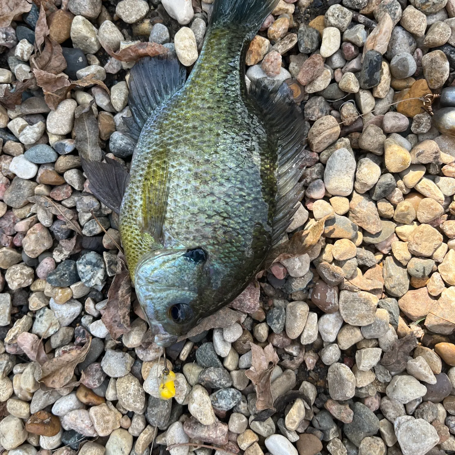 Fish caught on Fishbrain