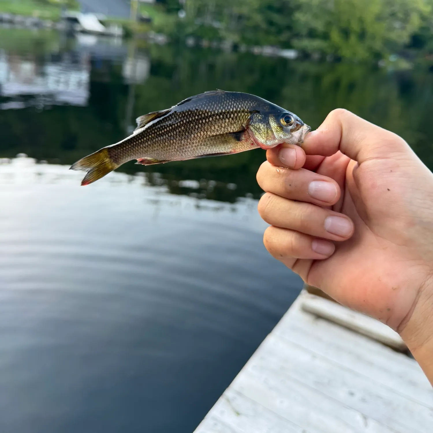 Fish caught on Fishbrain