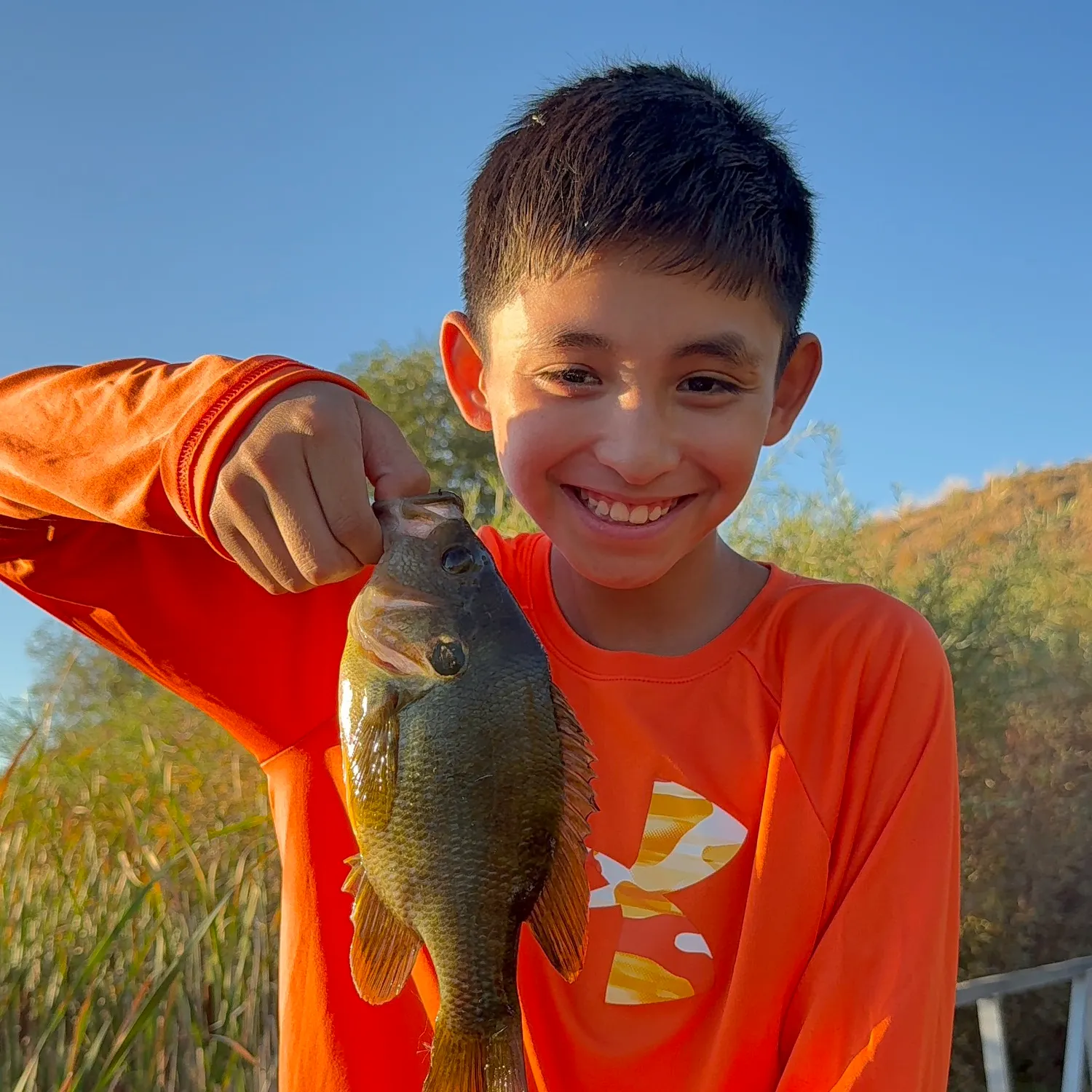 Greengill hybrid caught on Fishbrain