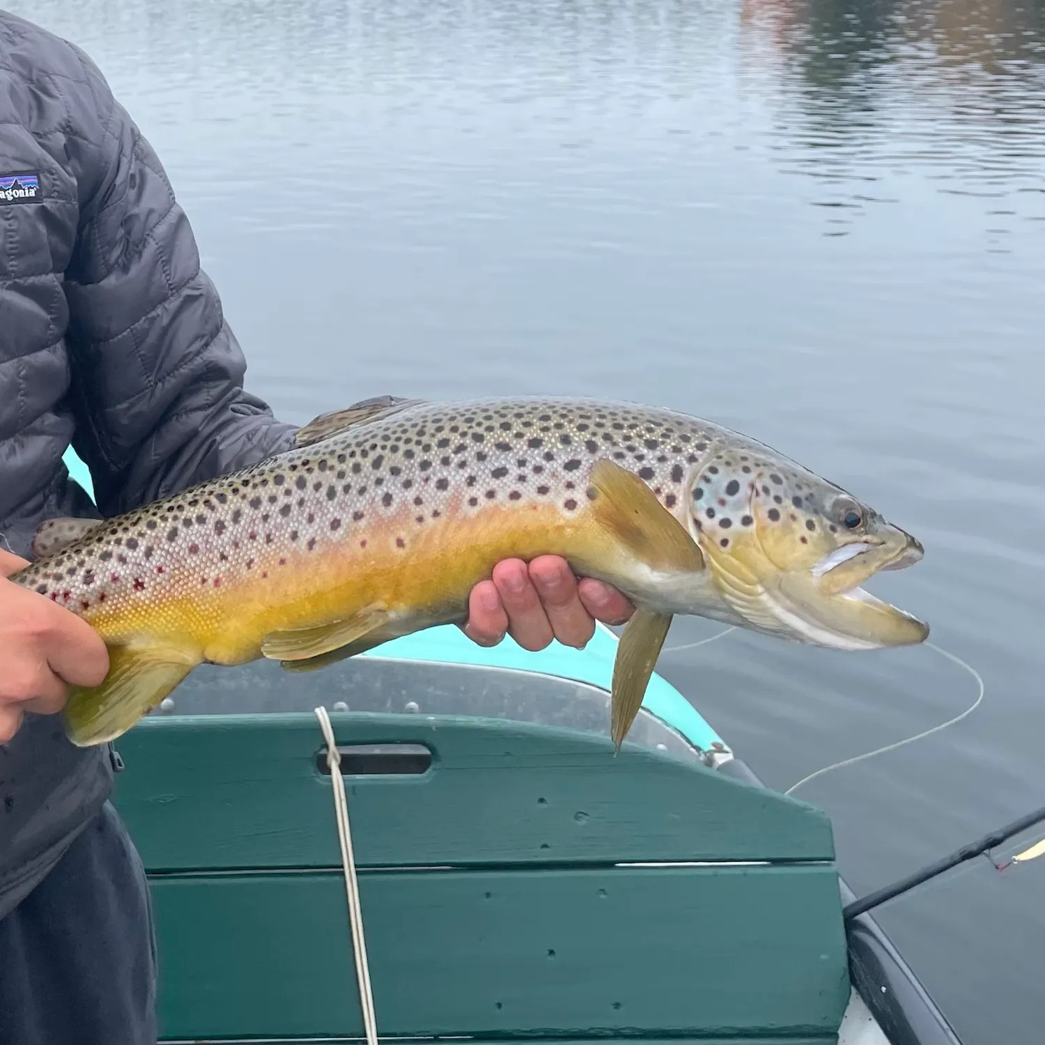 Brown trout caught on Fishbrain
