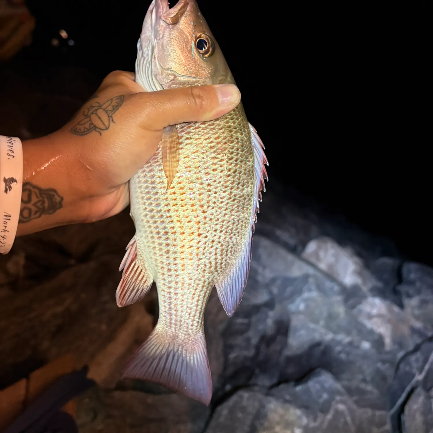 recently logged catches