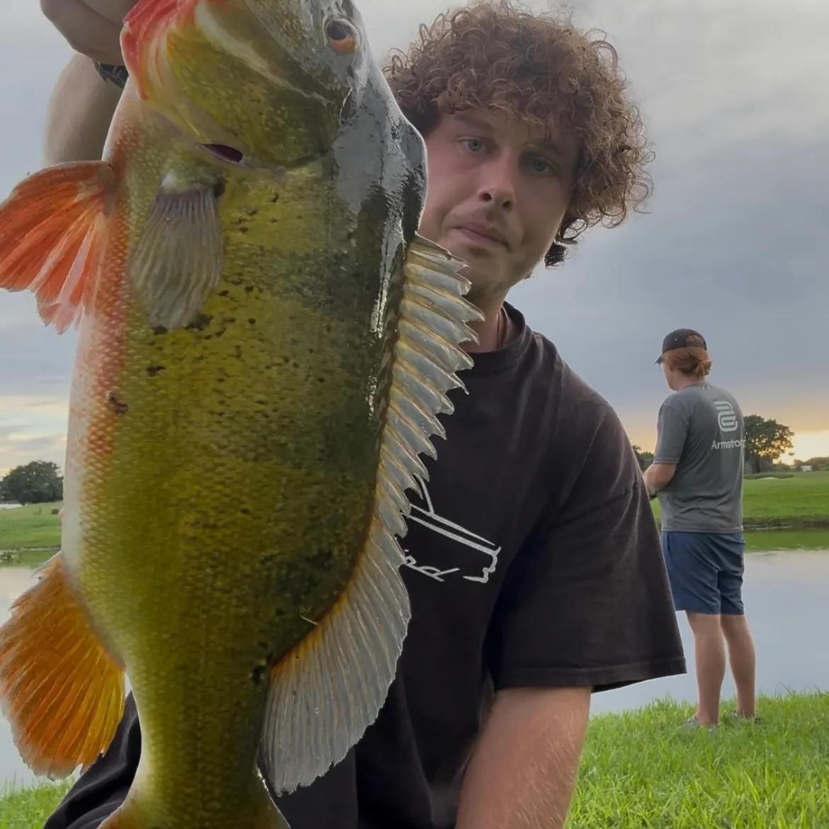 Butterfly peacock bass caught on Fishbrain