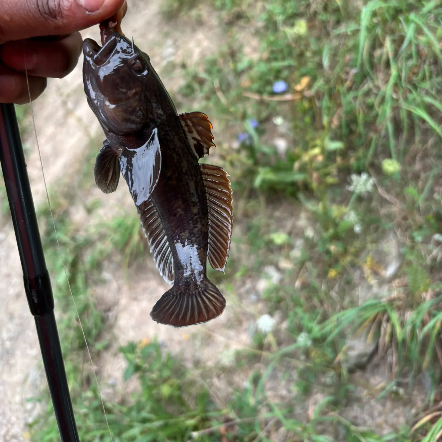 Round goby caught on Fishbrain
