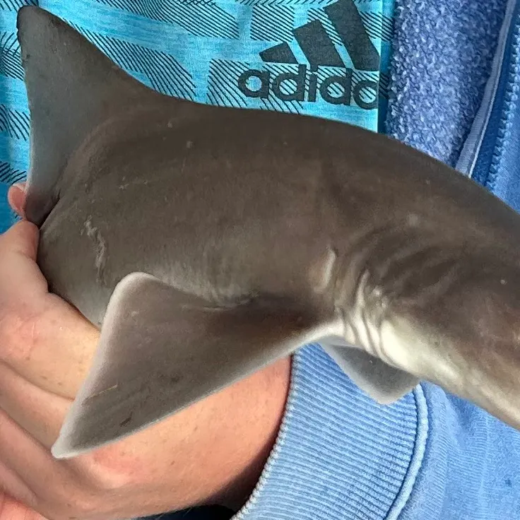 The most recent Caribbean reef shark catches on Fishbrain