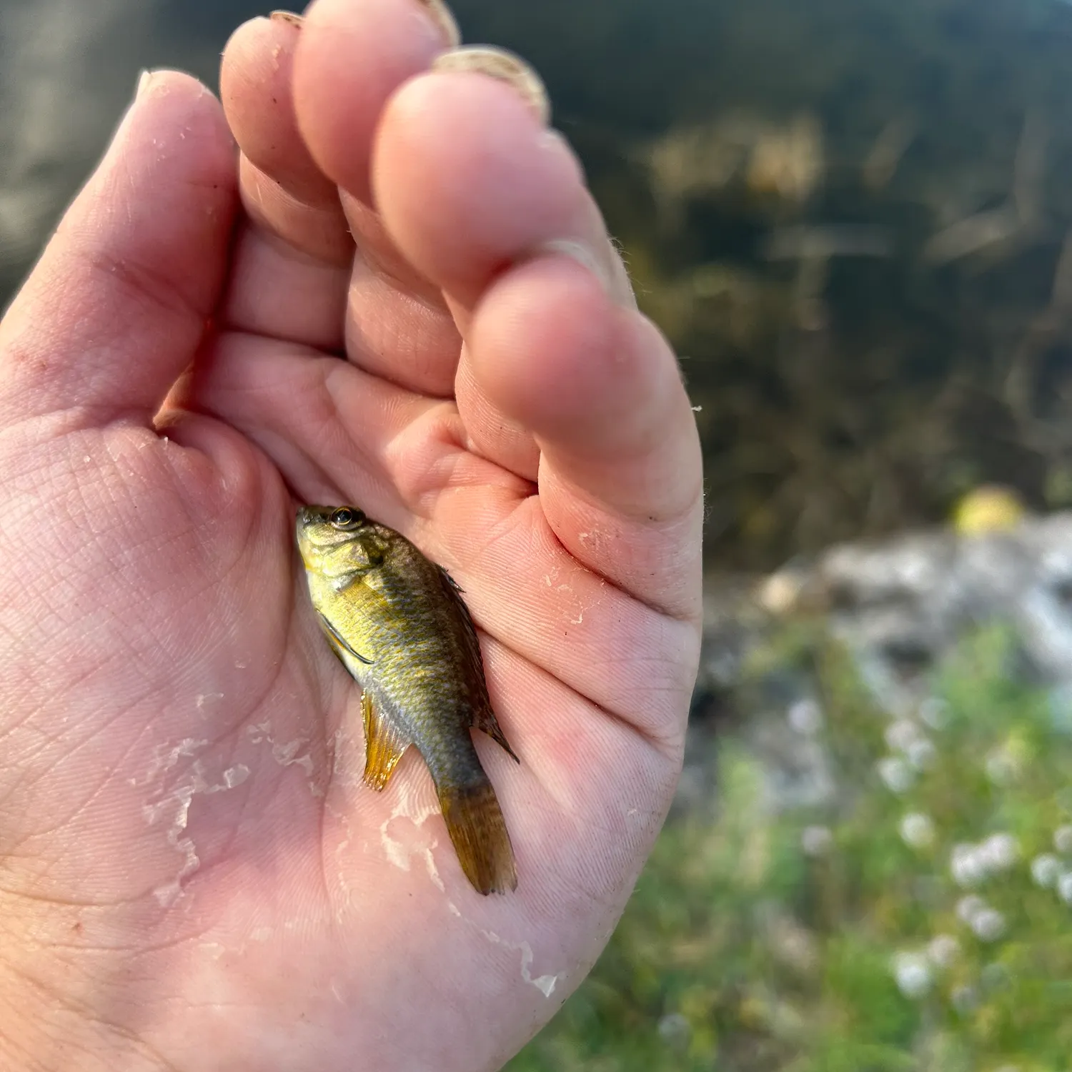 The most recent Zebra tilapia catches on Fishbrain