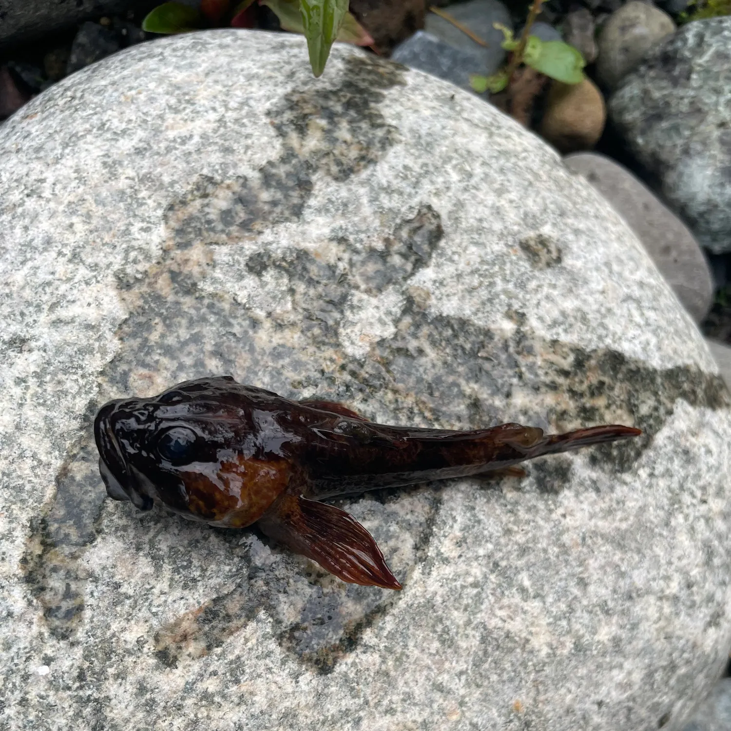 The most recent Prickly sculpin catches on Fishbrain