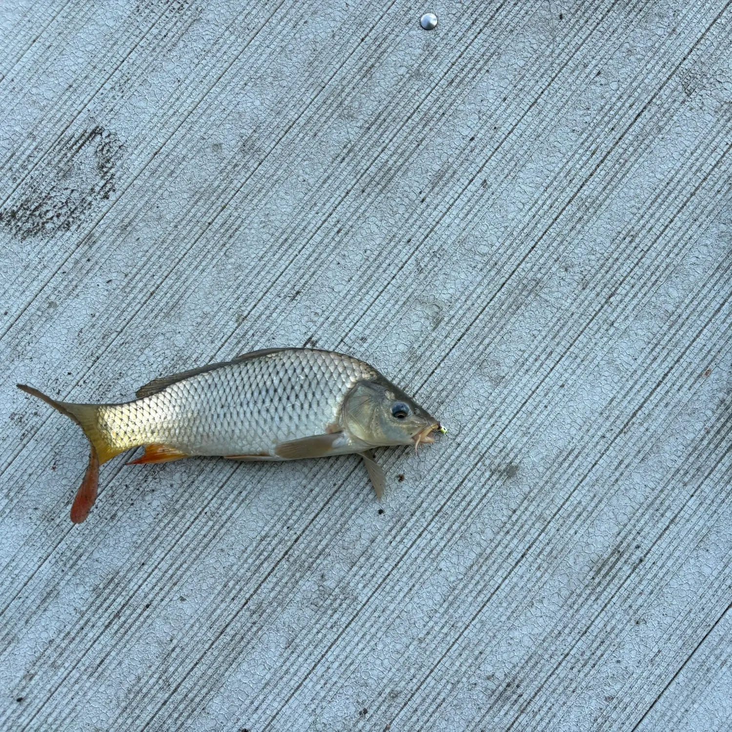 Common carp caught on Fishbrain