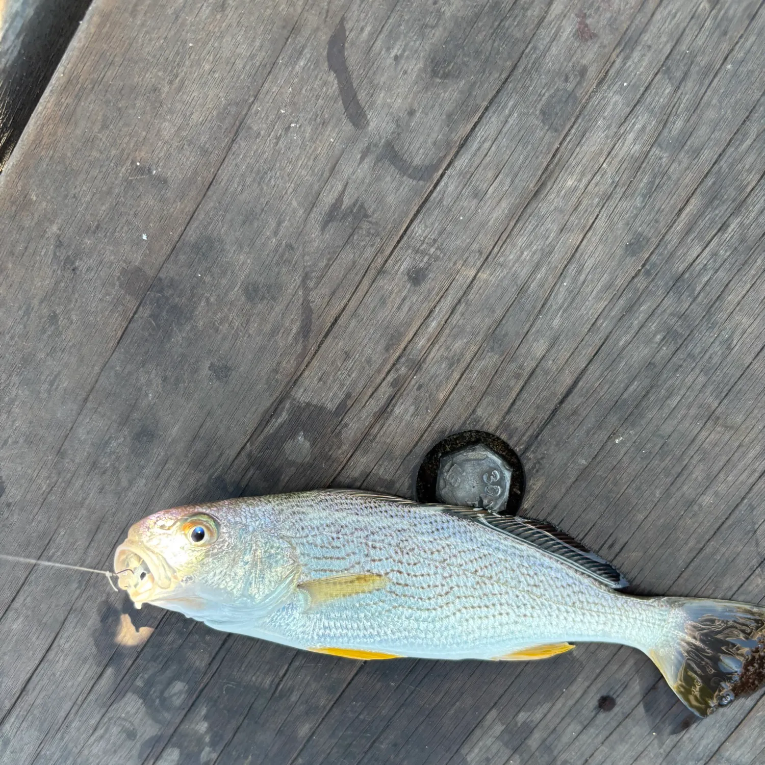 Yellowfin croaker caught on Fishbrain