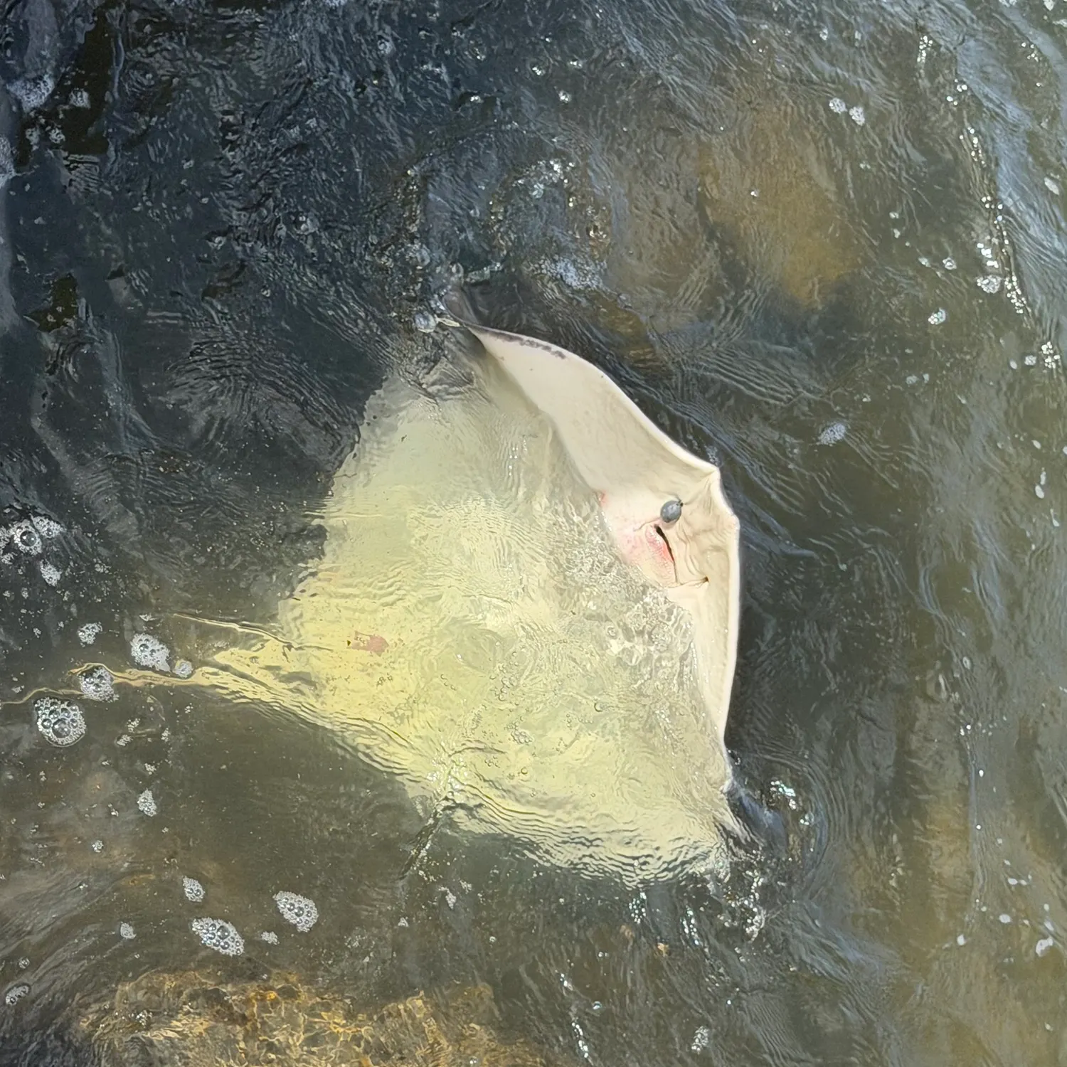 The most recent Southern stingray catches on Fishbrain
