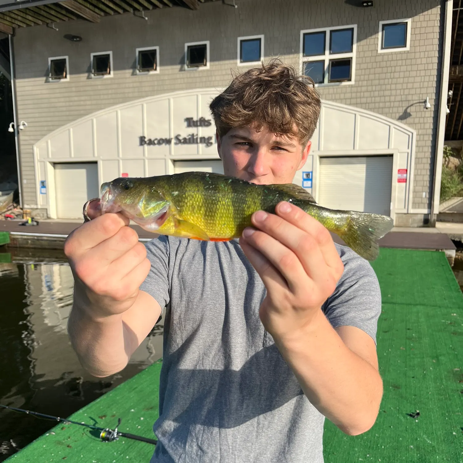 Yellow perch caught on Fishbrain