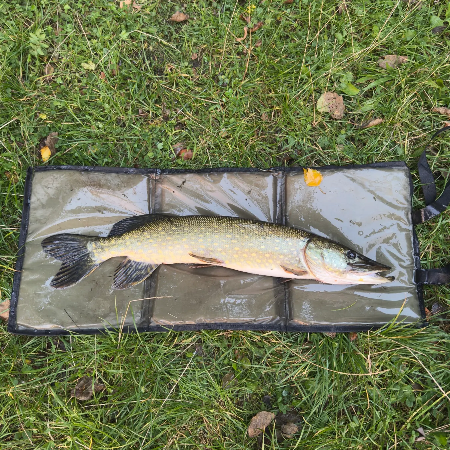 Northern pike caught on Fishbrain