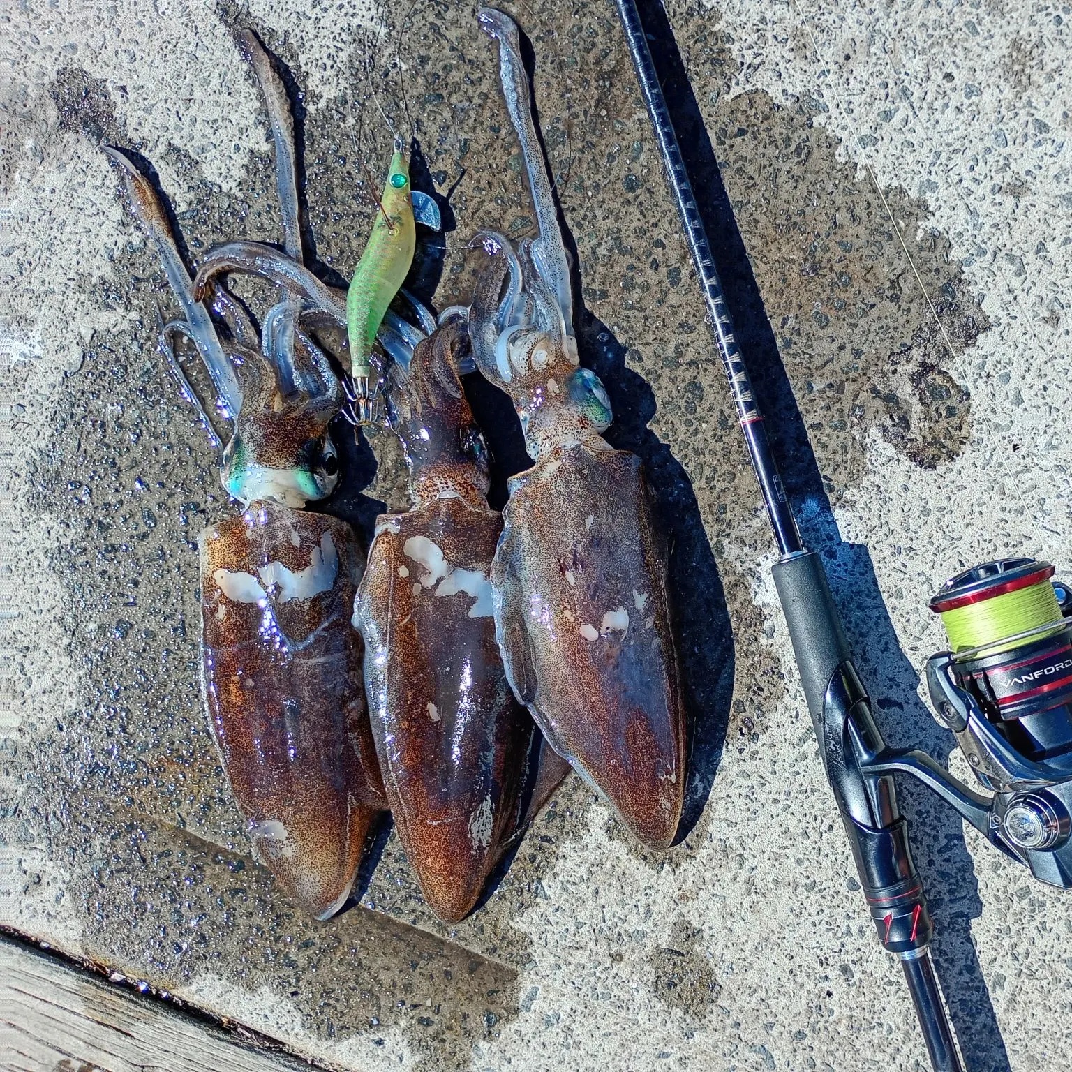 recently logged catches