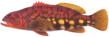 Harlequin fish
